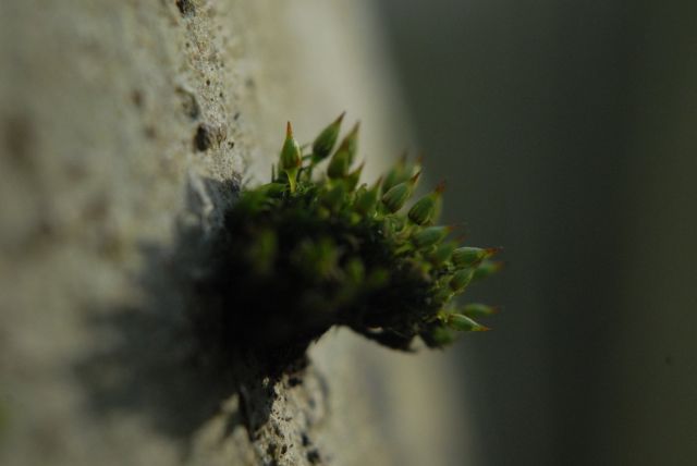 Orthotrichum pulchellum, een soort in opmars; vroeger alleen langs de kust